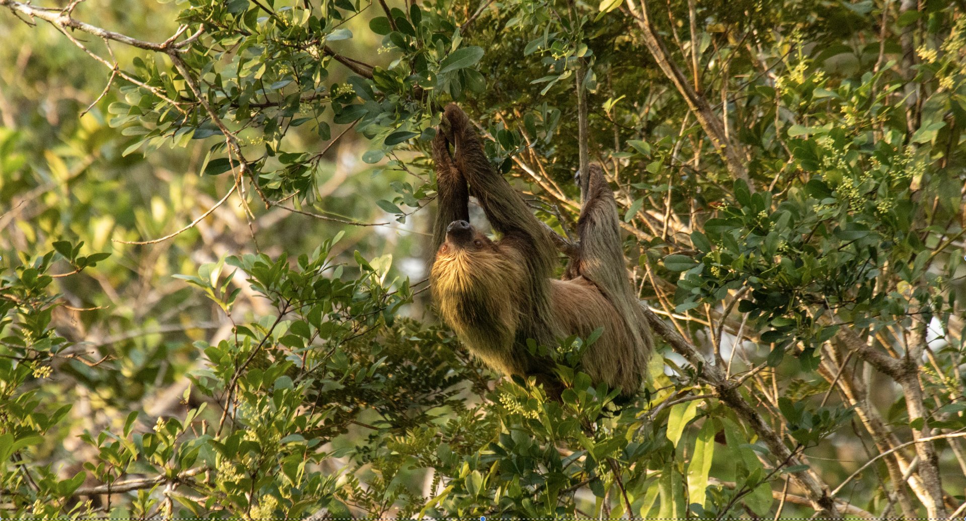 Cuyabeno Amazon Jungle Tour 5 Days 4 Nights